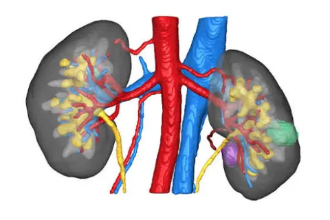 Kidney model from innersight