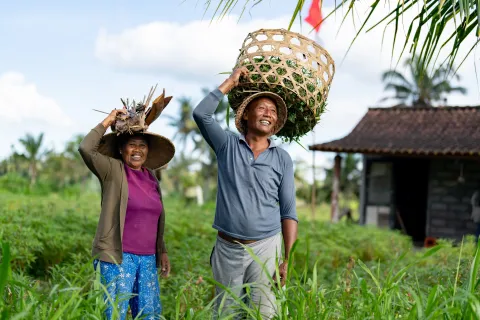 Two Asian farmers harvesting rice at a plantation in Bali and smiling while carrying baskets