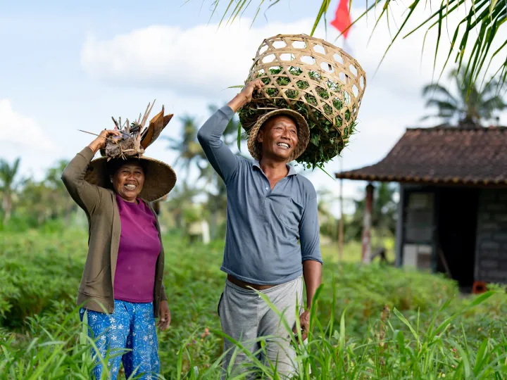 Two Asian farmers harvesting rice at a plantation in Bali and smiling while carrying baskets